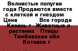 Волнистые попугаи, 2 года.Продаются вместе с клеткой и гнездом. › Цена ­ 2 800 - Все города, Казань г. Животные и растения » Птицы   . Тамбовская обл.,Котовск г.